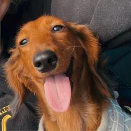Poppy - Dachshund