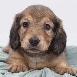 LOUIS - AKC Import Lines - Cream male Dachshund puppy in Coweta, Oklahoma from Sunnyside Dachshunds