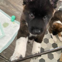 Akita Puppies from 239 Sunshine Akitas                                   Duke & Luna are expecting ! 04/28