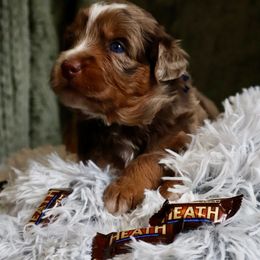 Heath - Red merle Aussiedoodle puppy in Mouth Of Wilson, Virginia from HoneyBunn Doodle Co.