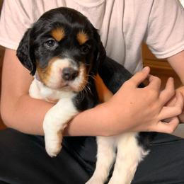 Prissy - Black white and tan female English Springer Spaniel puppy in Battle Creek, Michigan from Eden Springer Spaniels