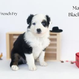 French Fry - Black tri male Miniature Australian Shepherd puppy in Wooster, Ohio from Kari's Mini Aussies