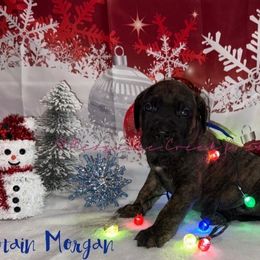 Captain Morgan - Tiger male Perro de Presa Canario puppy in Horizon, Texas from Mesquite Creek Kennels