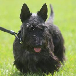 Scottish Terriers from Black Scotch
