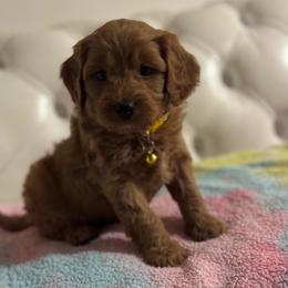 Star - Apricot female Cavapoo puppy in Gainesville, Florida from Alyssa Xxweetdoodles