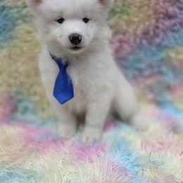 Blue boy - White male Samoyed puppy in Elwell, Michigan from Limelight Samoyeds