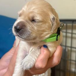 Grass green collar - Light golden female Golden Retriever puppy in Indianapolis, Indiana from ZuGolden Retrievers & Doodles
