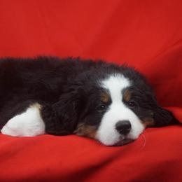 Bernese Mountain Dog Puppies from Lonesome Pine Farm