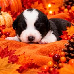 Pearl - Black and white female Cardigan Welsh Corgi puppy in Kerens, West Virginia from Leather & Lace