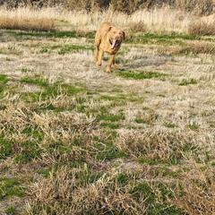 Murdoch - Deadgrass male Chesapeake Bay Retriever puppy in Soap Lake, Washington from Desert Oasis Kennels