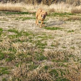 Murdoch - Deadgrass male Chesapeake Bay Retriever puppy in Soap Lake, Washington from Desert Oasis Kennels