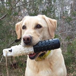 Yeti - Labrador Retriever