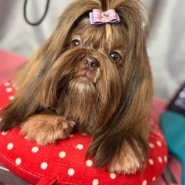 Blair Huxtable - Shih Tzu