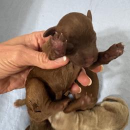 Mulan - Red  female Goldendoodle puppy in Calico Rock, Arkansas from Cottrell’s Poodles & Doodles