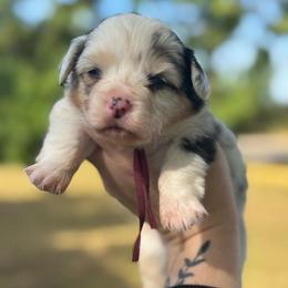 Lulu fluffy (burgundy) - Blue merle and white female American Corgi puppy in East Oakdale, California from Rhettro Kennels