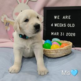 Lt blue collar girl - Light golden female Golden Retriever puppy in Rochester, Washington from Grand Mound Goldens