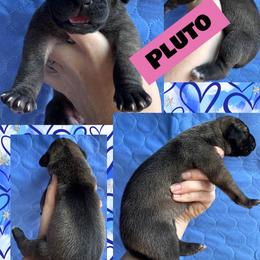 PLUTO - Fawn female Great Dane puppy in Wellsville, New York from Prophecy Danes