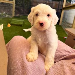 Auggie - Red - Cream male Goldendoodle puppy in Ruthorfordton, North Carolina from Duncan Doodles Goldendoodles