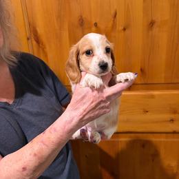 Sam - Cream male Dachshund puppy in Heber Overgaard, Arizona from Sonoran Doxies