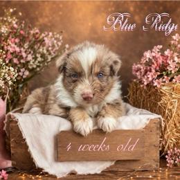 Sashay - Red merle female Australian Shepherd puppy in Albany, Kentucky from Blue Ridge