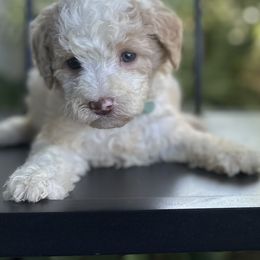 Gwen - Cream female Goldendoodle puppy in Los Angeles, California from LA’s Favorite Puppies