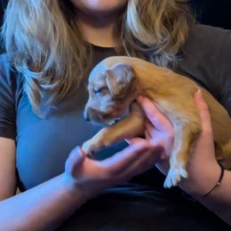 Golden Retriever Puppies from Floden Farm Golden Retrievers