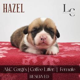 Hazel - Red female Pembroke Welsh Corgi puppy in Pine Village, Indiana from NL Horsemanship