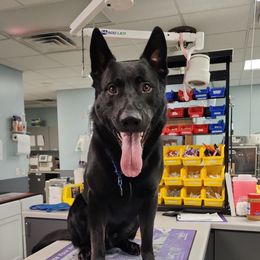 Zerk - German Shepherd