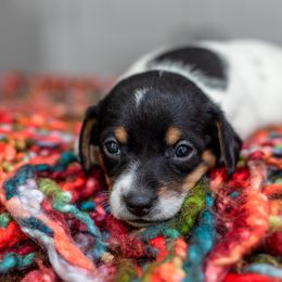 Dachshund Puppies from Beyond the Tail