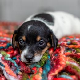 Dachshund Puppies from Beyond the Tail