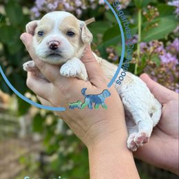 Sequoia - Buff and white male Cockapoo puppy in Pledger, Texas from Sugarbear Cockapoos