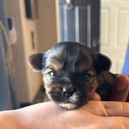 Beyoncé - Black and tan female Yorkshire Terrier puppy in Beavercreek, Ohio from The Yorkie Den, LLC