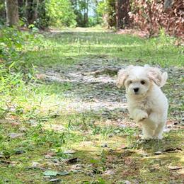 Mr. Darcy - White male Cavapoo puppy in Oak Island, North Carolina from Carolina Cavapoo Puppies