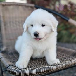 Girl 3 - White female Great Pyrenees puppy in Yakima, Washington from Naches Heights Ranch
