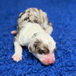 Winnie - Chocolate merle female Bernedoodle puppy in Burbank, Ohio from Berns & Doodles