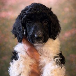 Frances - Parti female Poodle puppy in Washington, Pennsylvania from Patriotic Poodles