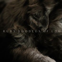 Goldendoodles from Ruby Doodles of Louisiana