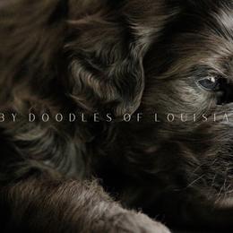 Goldendoodles from Ruby Doodles of Louisiana