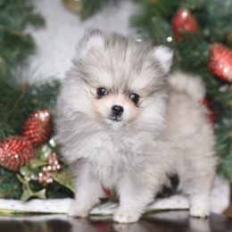 Augustus - Gray and white male Pomsky puppy in La Verne, California from Red Cedar Pomskies