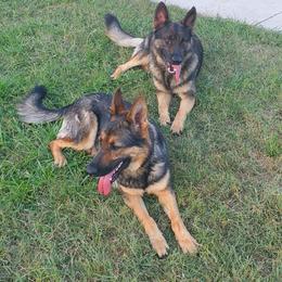 German Shepherd All Grown Up from The Shepherds' House