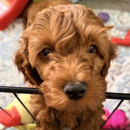 Cavapoo Puppies from Patriot Pups Cavapoos