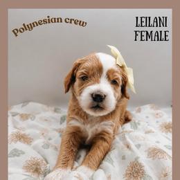 Leilani - Parti female Goldendoodle puppy in Hilton, New York from The House of Goldendoodle