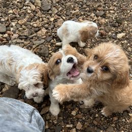 Barron - Red Cavapoo puppy in Tahlequah, Oklahoma from Love Some Dogs Dachshunds & Cavalier King Charles Spaniels,Cavapoos