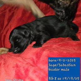 Max--bicolor male - Bi-color male German Shepherd puppy in Florence, Alabama from Penley Shepherds
