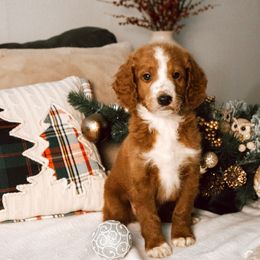 Blue collar boy - Red  male Goldendoodle puppy in Spokane, Washington from Beloved_doodles_WA