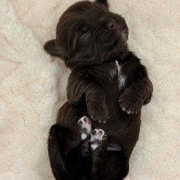 Boy 2 - Chocolate male Havanese puppy in Elkins, Arkansas from Havana Knights Havanese