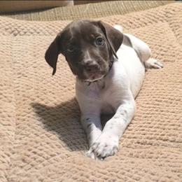 Black boy - Liver and white male German Shorthaired Pointer puppy in Dahlonega, Georgia from Pointer Mountain Bird Dogs