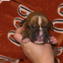 Boy Fawn 2 - Fawn male Boxer puppy in Saugerties, New York from Nala’s Pride