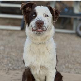 Australian Shepherd puppies from Faith Family Freedom Farm