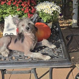 Aaron  Long Star Angel - Black and white male Chinese Crested puppy in Amarillo, Texas from Victoria's Chinese Cresteds Long Star Angels
